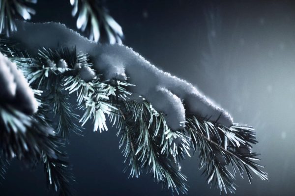 bfv 2018-12-09 15-08-11-53